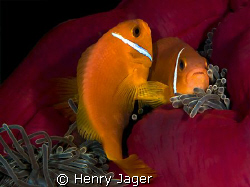 "Mating Dance" from the Maldives. by Henry Jager 